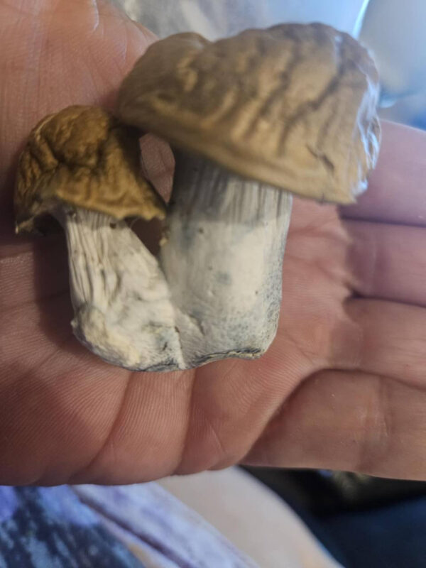 Magic Mushrooms - Image 3