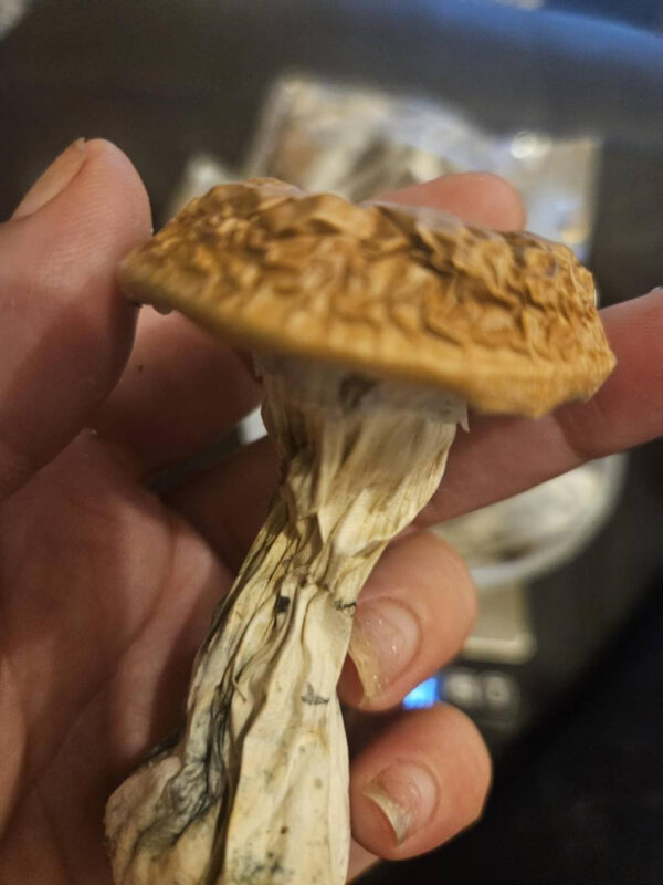 Magic Mushrooms - Image 2
